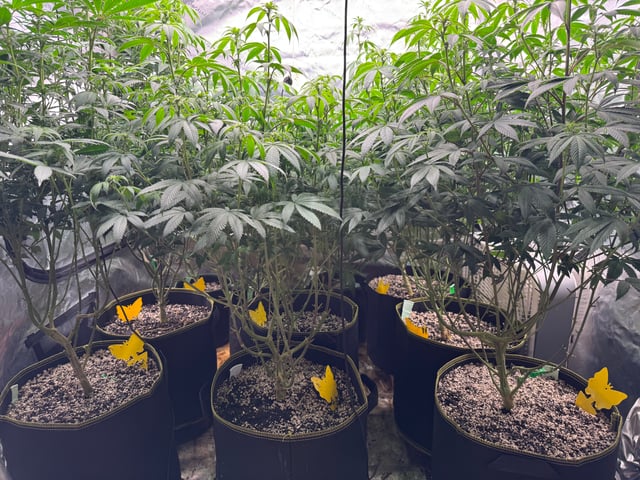 Hollywood Headband and LimeHeads  — flower, day 118