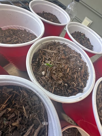 P And Z — grow_setup, day 2