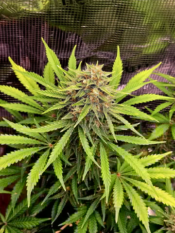 (4)autos  — harvest, day 86