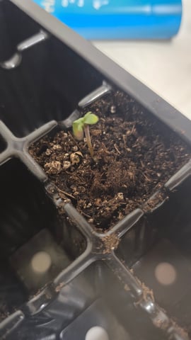 Original 1990 genetics  — germination, day 4