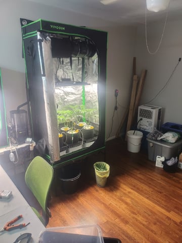 Mainely Genetics Micro Pheno Hunt — flower, day 44