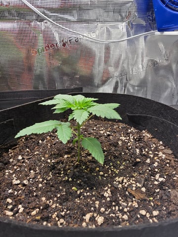 Northern lights #10 2nd plant (Selkies) — vegetative, day 16