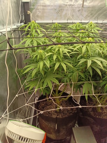 Starfighter/Ohio Guptilla Hybrid — flower, day 3