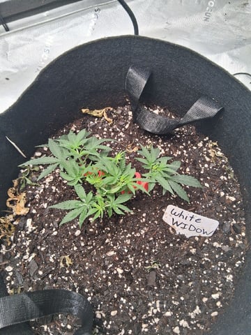 White Widow — grow_setup, day 20