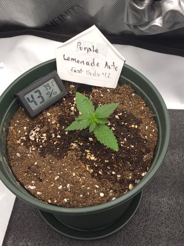 Fast Buds - Purp Lemonade — vegetative, day 13