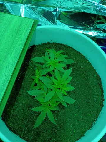 first grow — vegetative, day 123