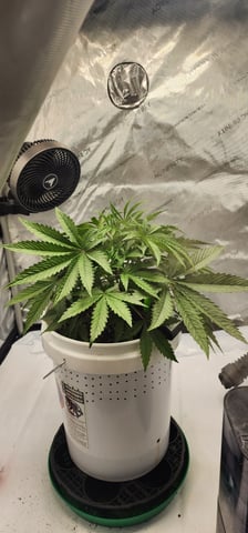 1st grow Dr. Nefario — vegetative, day 32
