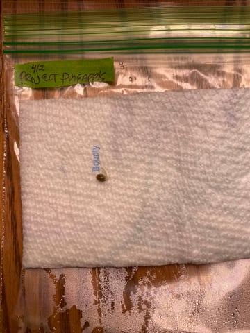 2026 Outdoor Crop — germination, day 3