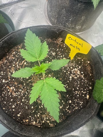  critical mass — vegetative, day 21