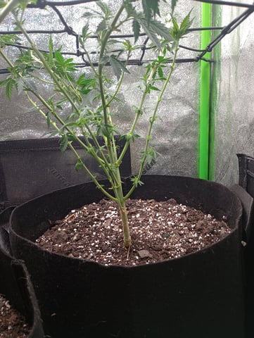 All Aboard!!! — flower, day 62