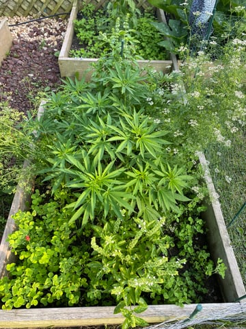 queen of soul X cap junky  — vegetative, day 86