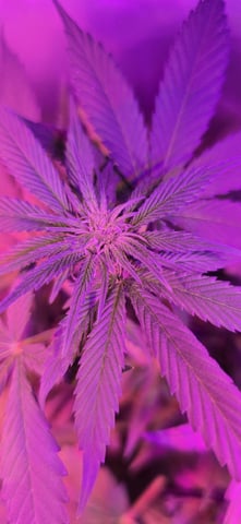 basement grow — flower, day 63