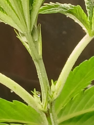 triangle kush  — vegetative, day 4