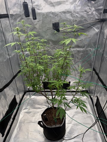  Apple fritter  Clones round two