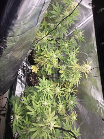Autoflower NIGHT OWL — flower, day 7