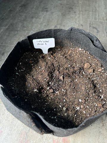 SSH and BD — germination, day 1