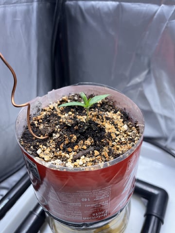 My Devine Conscious  — seedling_rooting, day 384