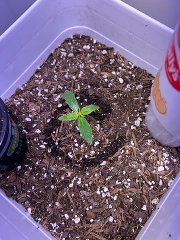 Gigawatt  — vegetative, day 35
