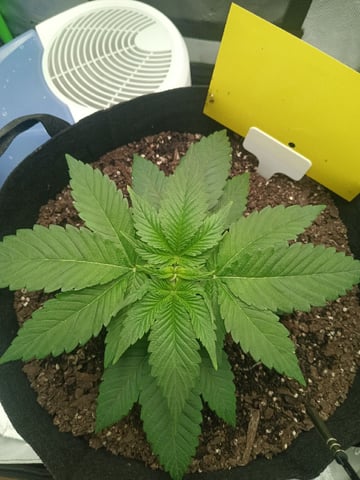 Critical Purple Kush — vegetative, day 36