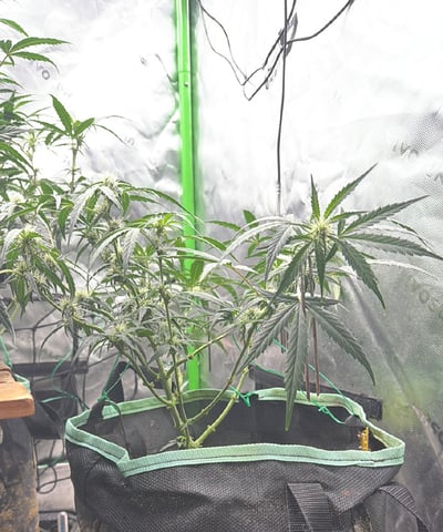 Indoor & Outdoor Grow 6 — flower, day 42