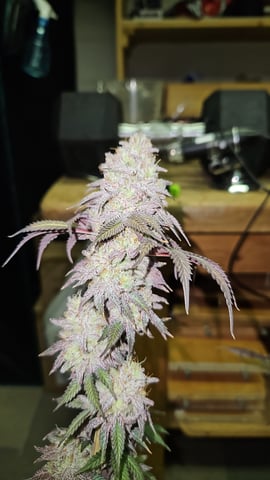 Double Trouble  — harvest, day 102