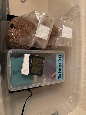 second 🍄‍🟫 grow — germination, day 1