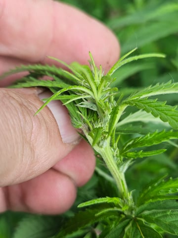 Outdoor 2025 — vegetative, day 1