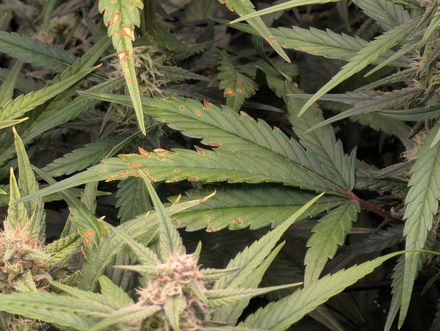 Grow #4 — flower, day 57