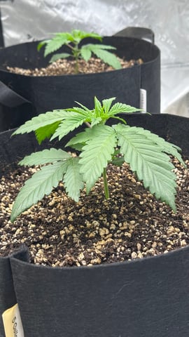 White Runtz (Barney’s Farm) — vegetative, day 23