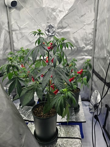 Homegrown - 🍒 🥧 & GSC Auto, 🚀 Seeds 🍌 Buttercups  — flower, day 42