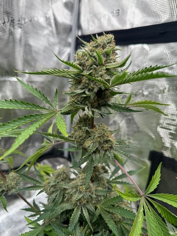 Grow Number 2 — flower, day 61