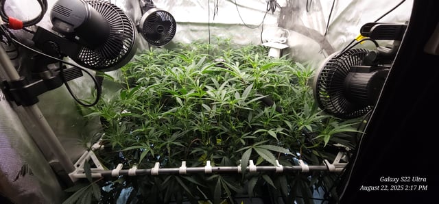 Found my Females... Game On! — flower, day 143