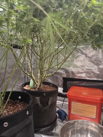 Master Kush — flower, day 108