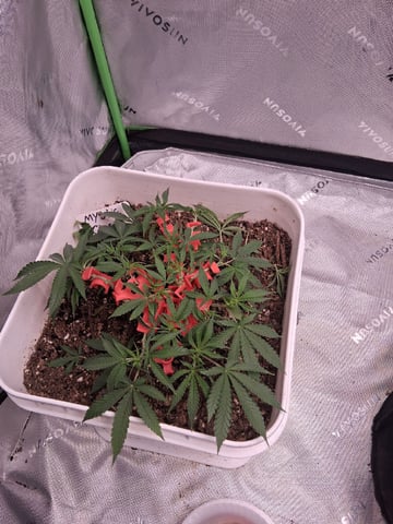 Mystic Gorilla — vegetative, day 27