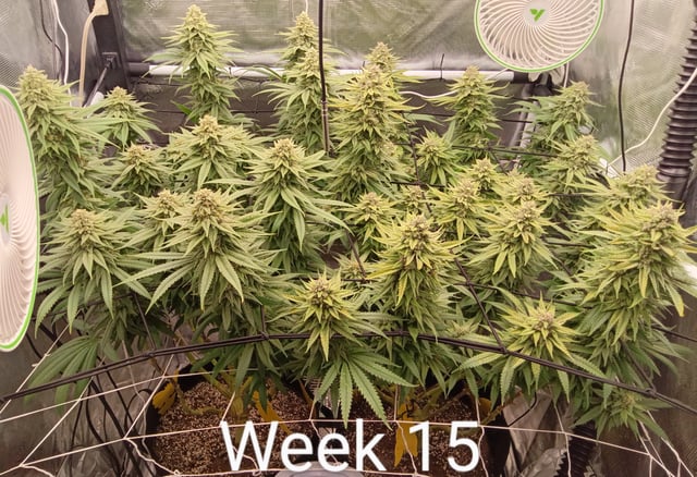 Starfighter/Ohio Guptilla Hybrid — flower, day 29