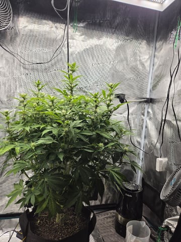 Super Skunk Auto 
