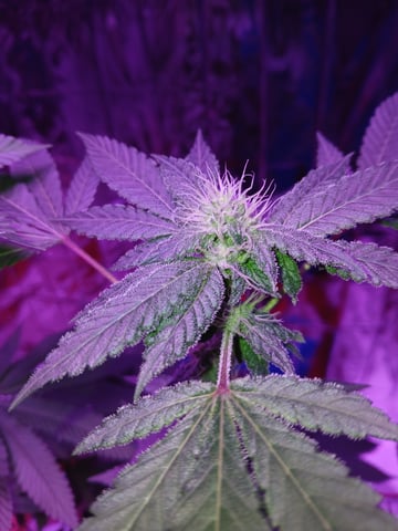 triangle kush  — flower, day 72