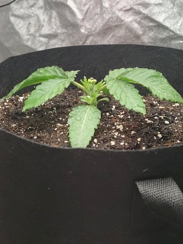 Maui wowie  — vegetative, day 27