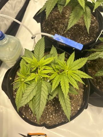 XJ-13 x Pennywise — vegetative, day 12