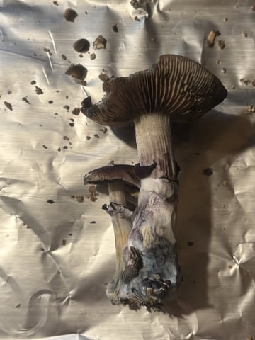 second 🍄‍🟫 grow — flower, day 48