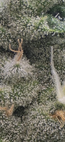 strawberry guava bx — flower, day 16