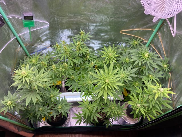 The White X Run Away Bride #3 — flower, day 63