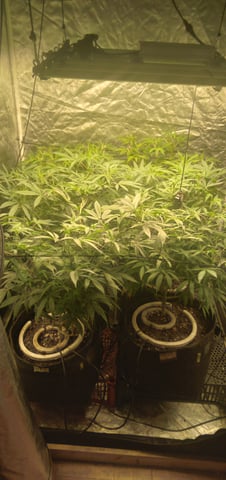 Organic Grow — flower, day 1