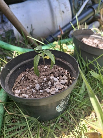 1st Grow - ROYAL MOBY (indoor)(photop.) — seedling_rooting, day 13