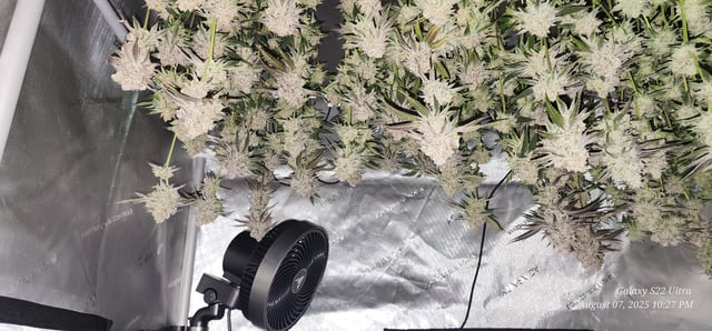 Blasted Genetics  — harvest, day 165