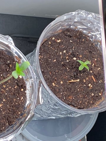 My First Grow — seedling_rooting, day 6