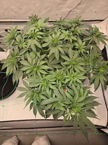 Zoap & Mimosa x OrangePunch