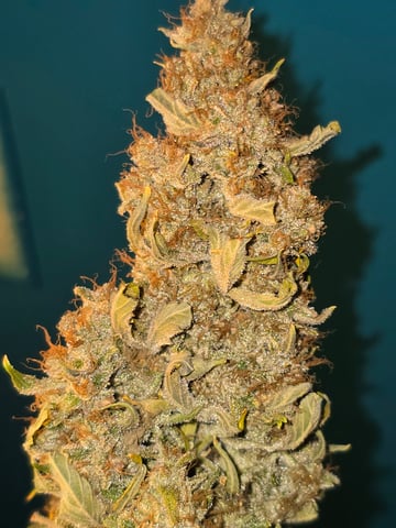 First Autoflower Indoor — harvest, day 42