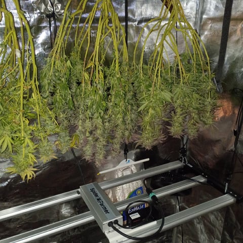 TentPlantLightFan