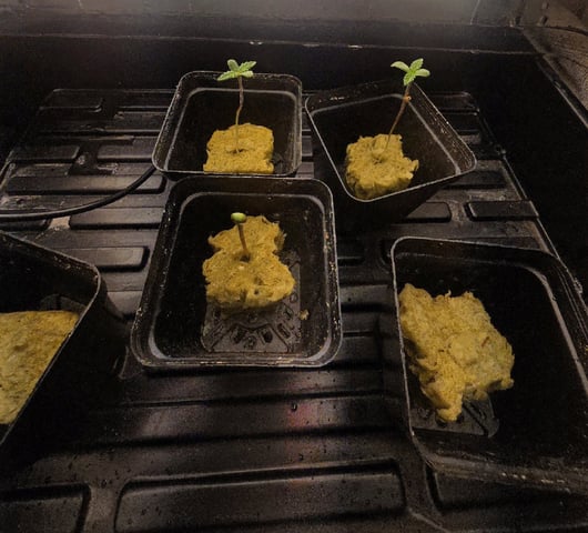 Dr. Sleep — seedling_rooting, day 14